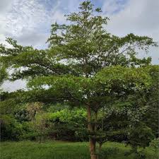 Image result for Terminalia mantaly
