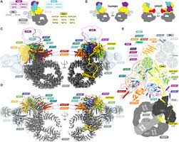Check spelling or type a new query. Structure Of The Human Saga Coactivator Complex The Divergent Architecture Of Human Saga Allows Modular Coordination Of Transcription Activation And Co Transcriptional Splicing Biorxiv