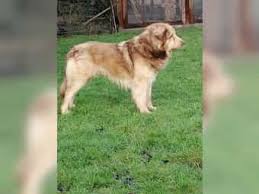 Tierheimhelden ist aber viel mehr als nur ein tiermarkt: Hund Zu Verschenken Hunde Anzeigen Bei Dhd24 Com