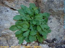 Image result for Crepis newii