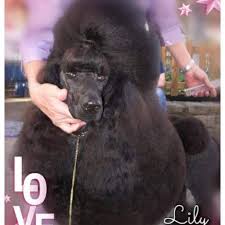 We did not find results for: Mystical Parti Poodles Home Facebook