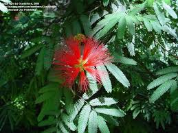 Image result for Calliandra tweedii