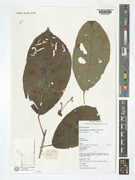 Image result for Maesobotrya floribunda