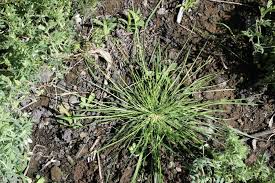 Image result for Poa leptoclada