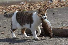 Check spelling or type a new query. Fantastis 12 Gambar Lucu Kucing Sedang Makan Richa Gambar