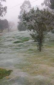 The silk was so dense, says puccetti. Does This Photograph Show A Park Covered With Spider Webs Spiders In Australia Australian Spider Aph Australia