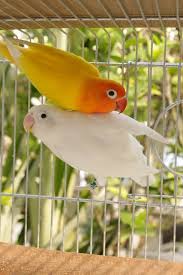 Lutino And White Male Fischer S Lovebirds Agapornis Fischeri Order Psittaciformes Pet Birds Love Birds Pet Bird Pictures