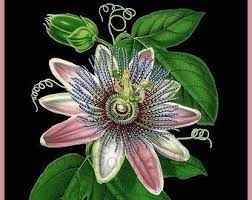 Antique Victorian Botanical Print Passion Flower Illustration Etsy Flower Illustration Botanical Prints Passion Flower