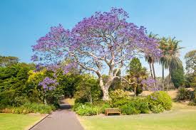 Top 25 plants for southern california. 27 Flowering Trees In California Purple White Yellow Progardentips