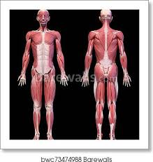 Free online quiz muscles of the body (front). Human Body Full Figure Male Muscular System Front And Back Views Art Print Barewalls Posters Prints Bwc73474988