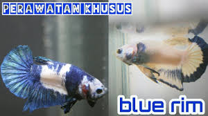 Selain blue rim, hasil perpaduan kedua cupang itu juga menghasilkan ikan berkelir putih bertotol biru. Download Harga Ikan Cupang Blue Rim Bahan Images