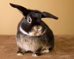 Getting A Pet Rabbit What To Expect