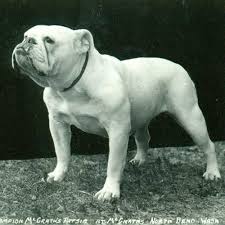 The blue coat color is, in fact, a specific shade of grey that appears to have a bluish tint under certain light. Bulldog Dog Breed Information