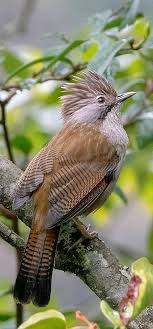 birgul ugurlu adli kullanicinin degisik hayvanlar panosundaki pin goruntuler ile kus hayvanlar alemi hayvanlar