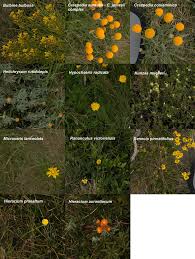 Quantifying Plant Colour And Colour Difference As Perceived