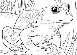 Posee aspecto de lagartija con una piel lisa glandular y húmeda de distintos colores. Sapo Diviertete Coloreando Al Anfibio De Piel Seca Y Verrugosa Animales Para Colorear