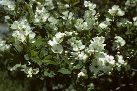 Image result for Exochorda