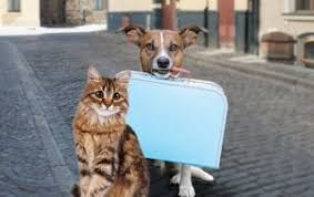 Симулятор ветеринара клиника домашних питомцев / furry pet hospital / vet simulator / тайная жизнь домашних животных / котёнок лайкподписывайся на мой канал Veterinary Hospital In The Nc Triangle Harmony Animal Hospital