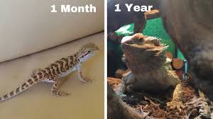 Bearded Dragon Growth 1 Month 1 Year