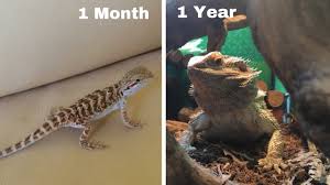 bearded dragon growth 1 month 1 year