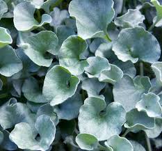 Image result for Dichondra