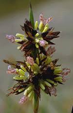 Image result for Juncaceae