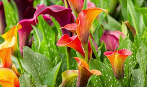 In fact, all parts of the plant are toxic and there are documented cases where exposure to the pollen alone has caused aki. Are Calla Lilies Poisonous To Cats Pet Care Advisors