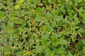 Image result for Alternanthera sessilis