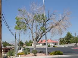 If the ground is really hard and compacted, turn on the water and let the water help push the root when a tree is sick or dying, recognizing the problem is the first step in rectifying the issue and saving the tree. Lack Of Water Causes Established Trees To Die Back Las Vegas Review Journal