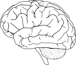 Download Svg Brain Human Body Anatomy Free Svg Image Icon Svg Silh