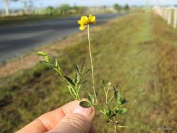 Image result for Lotononis bainesii