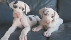 We did not find results for: Great Dane Puppies For Sale Nj Petsidi