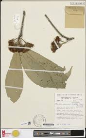 Image result for Ritchiea