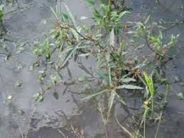 Image result for Ludwigia octovalvis