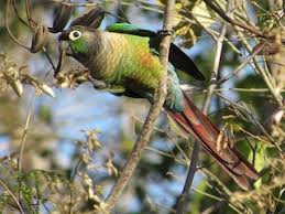 Green Cheek Conure Facts, Diet, Mutation, Lifespan, Care As Pets, Video