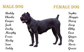 Cane Corso Puppies Dog Breed Information On The Guardian