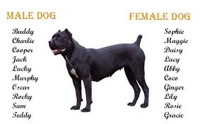 cane corso puppies dog breed information on the guardian