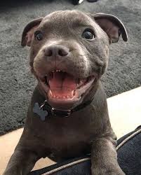 Pure Joy Puppies Sevimli Hayvan Yavrulari Hayvan Bebekler Sevimli Kopek Yavrulari