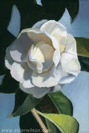 Floral Oil Painting Of A White Camellia Flower By Ester Wilson Http Www Esterwilson Com Flower Art Floral Oil Paintings Flower Drawing
