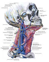 Die anatomie des menschen der menschliche körper stellt ein anatomisches gesamtkunstwerk von äußerster komplexität dar. Grandanatomy Big Image Of The Veins And Lymph Nodes In The Neck Love It Science Education Anatomie Anatomie Des Menschen Anatomie Des Korpers
