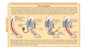 (30) draw a diagram of human. Cbse Class 10 Blood Pressure Youtube