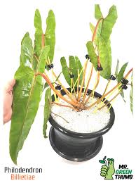 Philodendron Billietiae In 2020 Philodendron Rare Plants Tropical Plants
