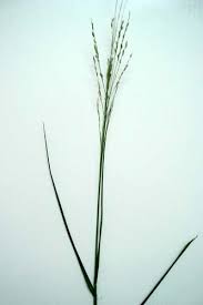 Image result for Panicum adenophorum