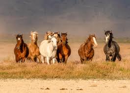The wild horses on assateague are actually feral animals, meaning that they are descendants of domestic animals that have reverted to a wild state. American Wild Horse Coalition Calls On Biden S Interior Dept To Freeze Cattle Grazing Permits Protect Wild Horses Horse Nation
