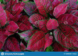 Envie d'apporter à votre intérieur un peu de gaieté, de couleurs, et d'exotisme ? L Aglaonema Rouge La Plante D Interieur Coloree De Feuillage A Varie Des Feuilles Photo Stock Image Du Buisson Canne 130890686