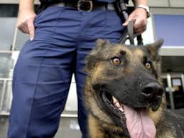 Who said muslims aren't allowed to touch dogs ? Sniffer Dogs Offend Muslims Uk News Express Co Uk
