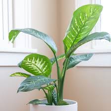 When any part of the plant is consumed, you can expect common poisoning symptoms like vomiting and nausea to be accompanied by depression, and breathing difficulties. Five Houseplants That Will Hurt Your Pets