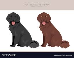 Image result for flat coated retrívr