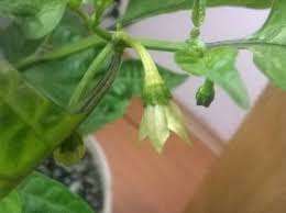 Introduction to chilli flower drop. My Flowers Are Dropping Carolina Reaper