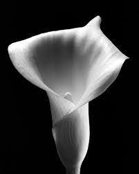 Black And White Flower Screensaver Calla Lily Calla Lily Flower Screensaver Black And White Art Drawing
